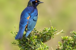 Africa-SuperbStarling-DSC7696