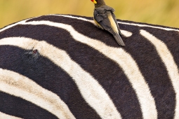 Africa-Yellow-billedOxpecker-DSC2391