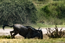 Africa-AfricanLeopard-DSC2254