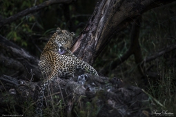 Africa-AfricanLeopard-DSC6384