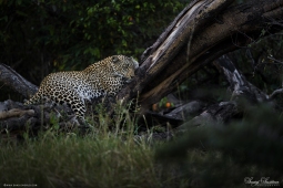 Africa-AfricanLeopard-DSC6429