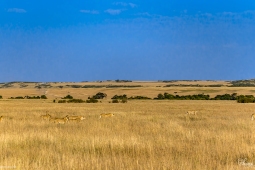 Africa-AfricanLion-DSC0263