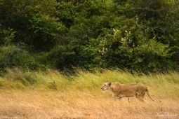 Africa-AfricanLion-DSC1482