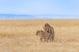 Africa-AfricanLion-DSC2132