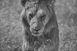 Africa-AfricanLion-DSC2192