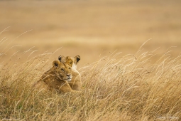 Africa-AfricanLion-DSC2298