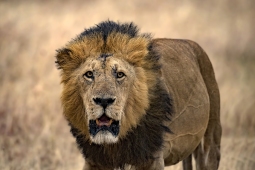 Africa-AfricanLion-DSC2639