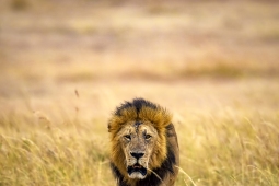 Africa-AfricanLion-DSC2836