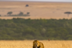 Africa-AfricanLion-DSC2890