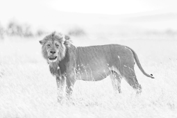 Africa-AfricanLion-DSC2922