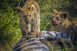 Africa-AfricanLion-DSC3471