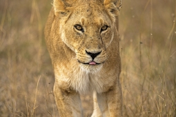 Africa-AfricanLion-DSC4106