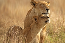 Africa-AfricanLion-DSC4139