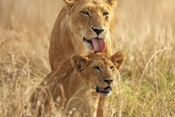 Africa-AfricanLion-DSC4147