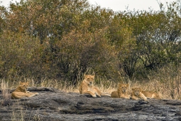 Africa-AfricanLion-DSC4613