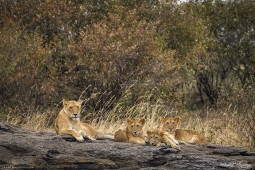 Africa-AfricanLion-DSC4616