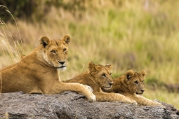 Africa-AfricanLion-DSC4625