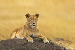 Africa-AfricanLion-DSC4913