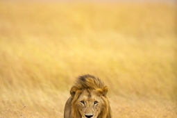 Africa-AfricanLion-DSC5016