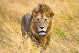 Africa-AfricanLion-DSC5067