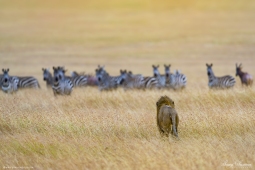 Africa-AfricanLion-DSC5125
