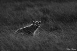 Africa-AfricanSpottedHyena-DSC1357