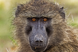 Africa-Baboon-DSC8140