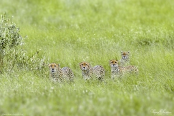 Africa-Cheetah-DSC5653