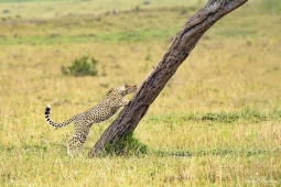 Cheetah