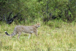 Cheetah