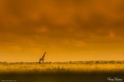 Giraffe