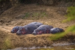 Hippo