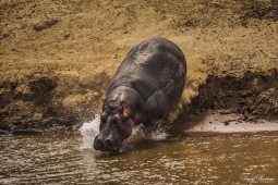 Hippo