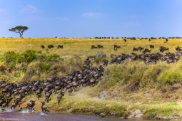 The Great Migration