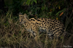 Serval Cat