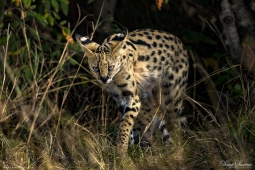 Serval Cat