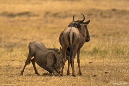 Wildebeast