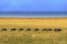 Wildebeest