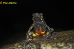 Amphibians