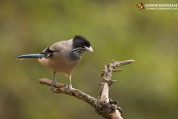 Wildlife Landbird Black-headedJay DSC2434