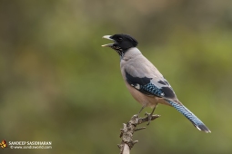 Wildlife Landbird Black-headedJay DSC2502