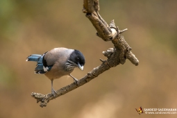 Wildlife Landbird Black-headedJay DSC2544