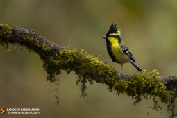 Wildlife Landbird Black-loredTit DSC3854