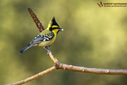 Wildlife Landbird Black-loredTit DSC9936