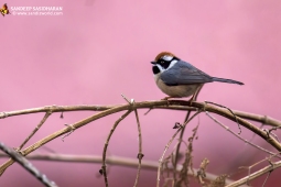 Wildlife Landbird Black-throatedTit DSC2735