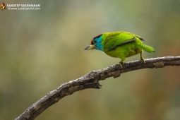 Wildlife Landbird Blue-throatedBarbet DSC3732