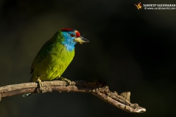 Wildlife Landbird Blue-throatedBarbet DSC9156