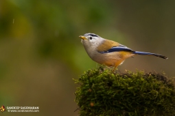 Wildlife Landbird Blue-wingedSiva DSC3474