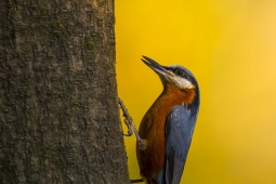 Wildlife Landbird Chestnut-belliedNuthatchMale DSC9185