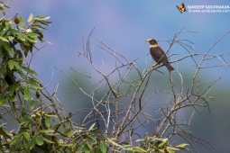 Wildlife Landbird ChestnutThrush DSC2934